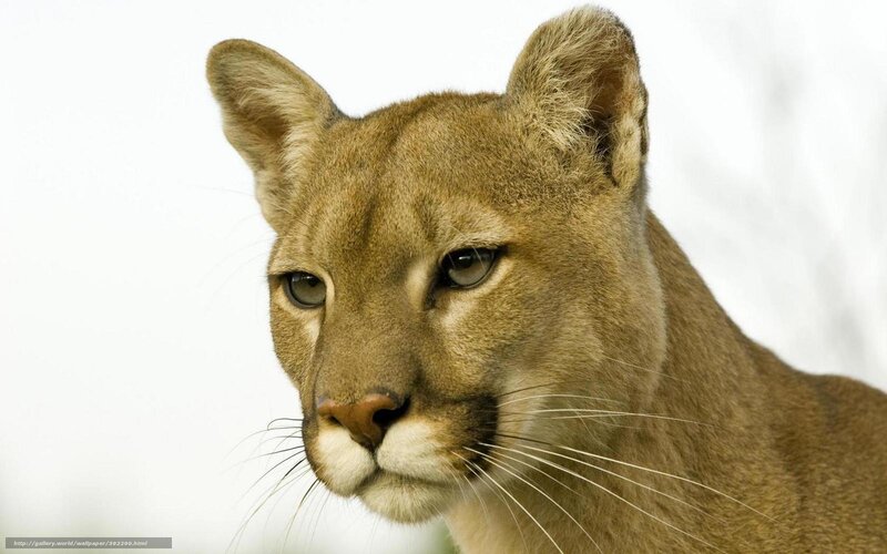 Close-up of a cougar