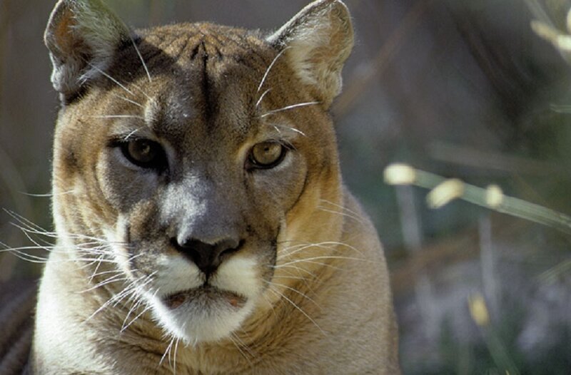 Close-up of a cougar
