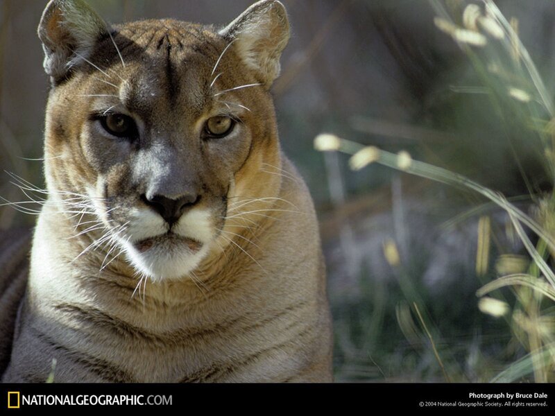 Close-up of a cougar
