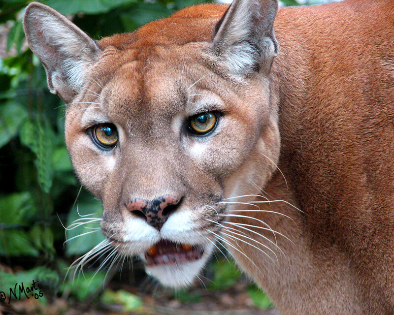 Close-up of a cougar
