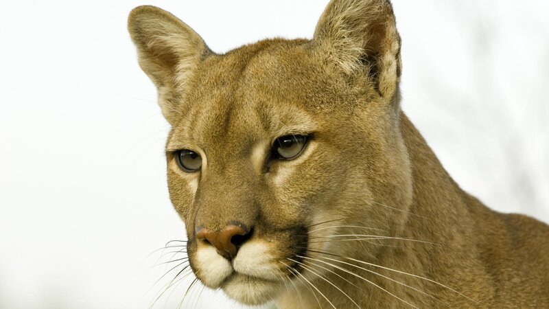 Close-up of a cougar