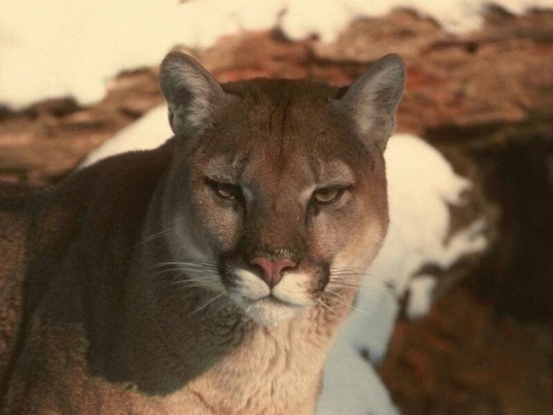 Close-up of a cougar