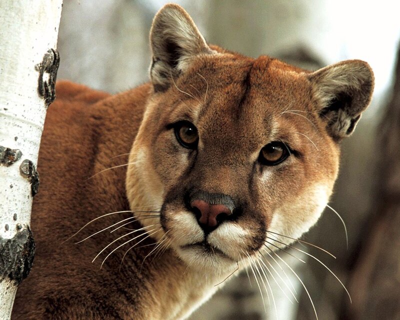 Close-up of a cougar