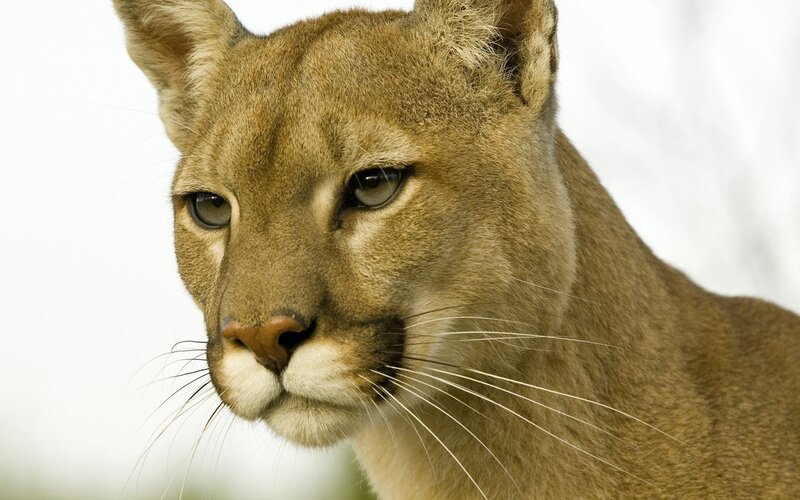Close-up of a cougar