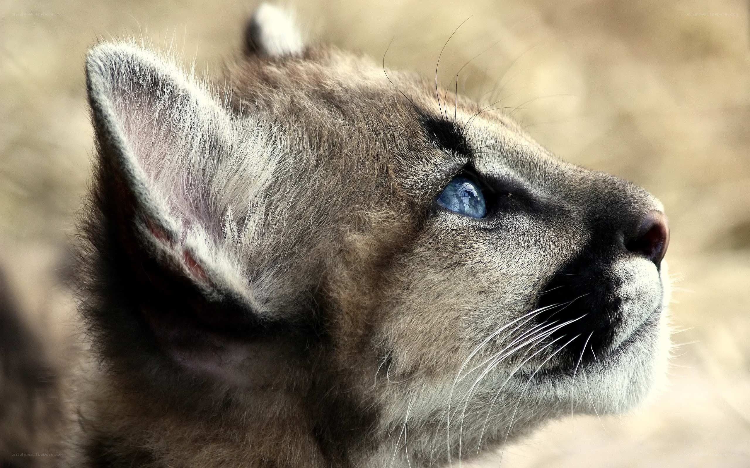 close-up of a cougar cub