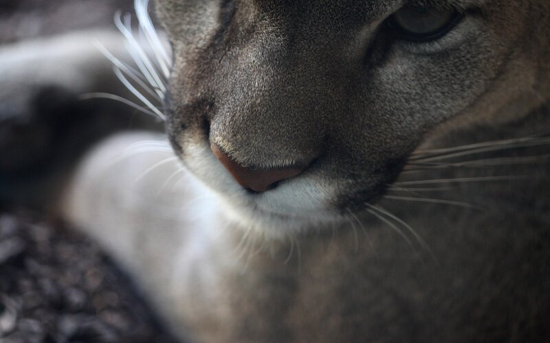 close-up of a cougar's face