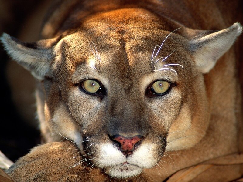 Close-up of a cougar's face