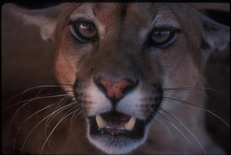 close-up of a cougar's face