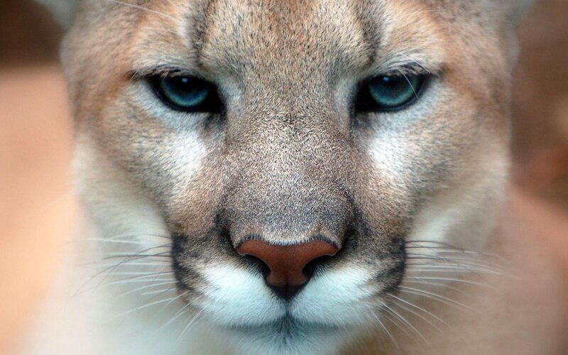 close-up of a cougar's face