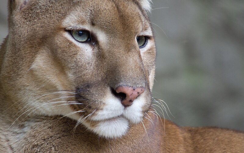 Close-up of a cougar's face