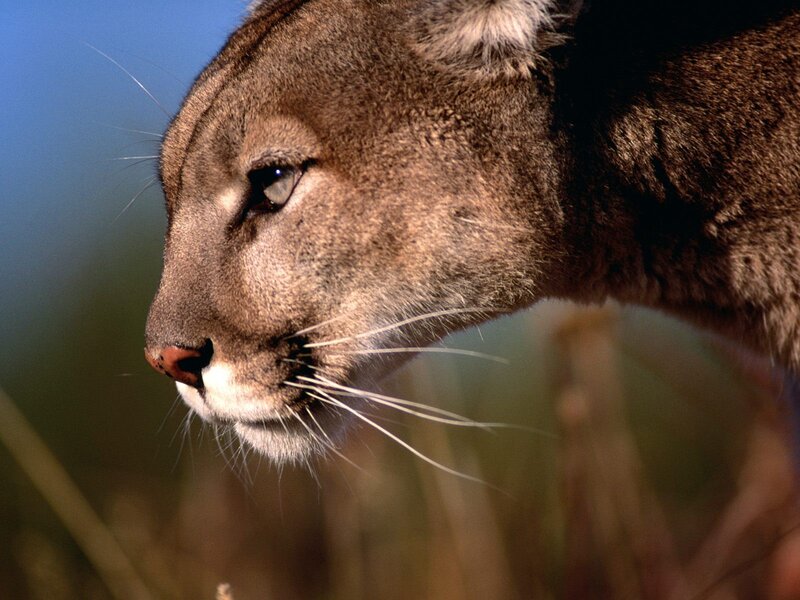 close-up of a cougar's face