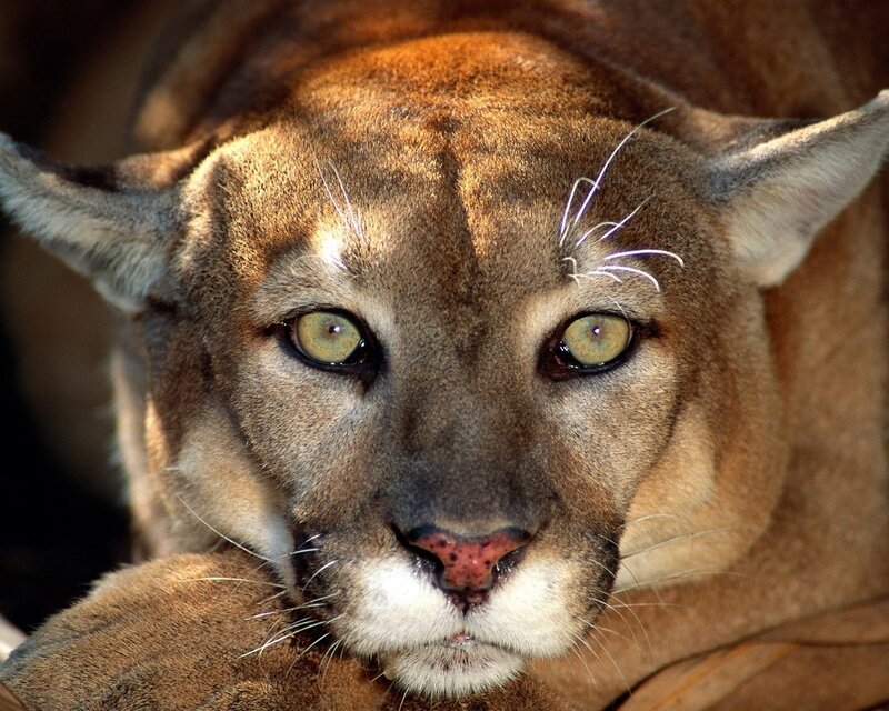 Close-up of a cougar's face