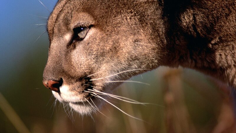 close-up of a cougar's face