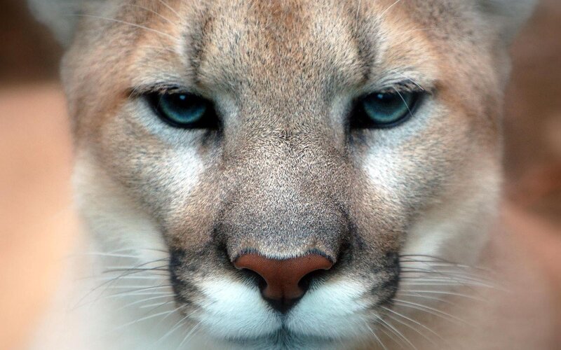Close-up of a cougar's face