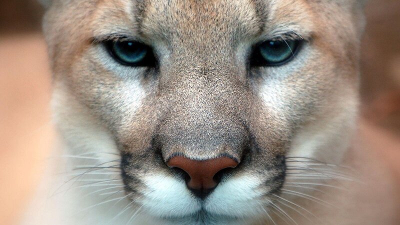 close-up of a cougar's face