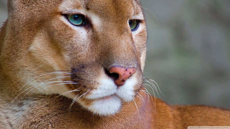 close-up of a cougar's face