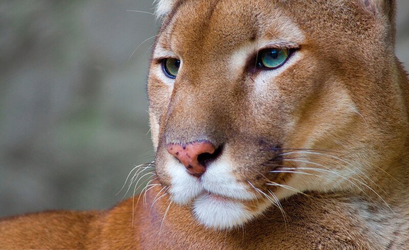 close-up of a cougar's face