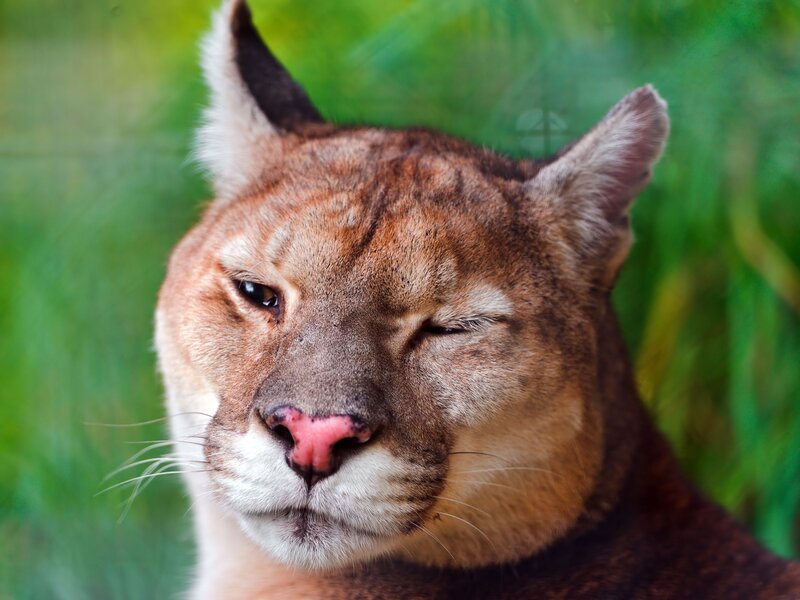 Close-up of a cougar's face