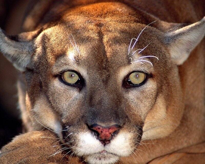 Close-up of a cougar's face