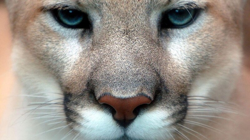 close-up of a cougar's face