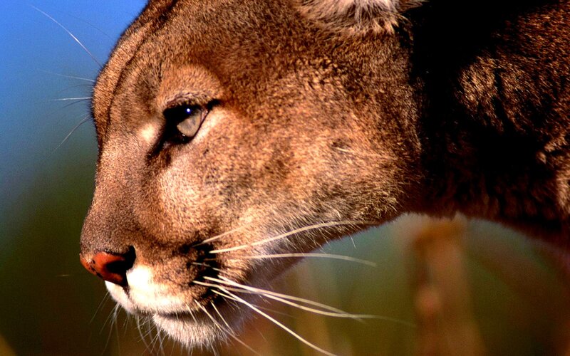 close-up of a cougar's face
