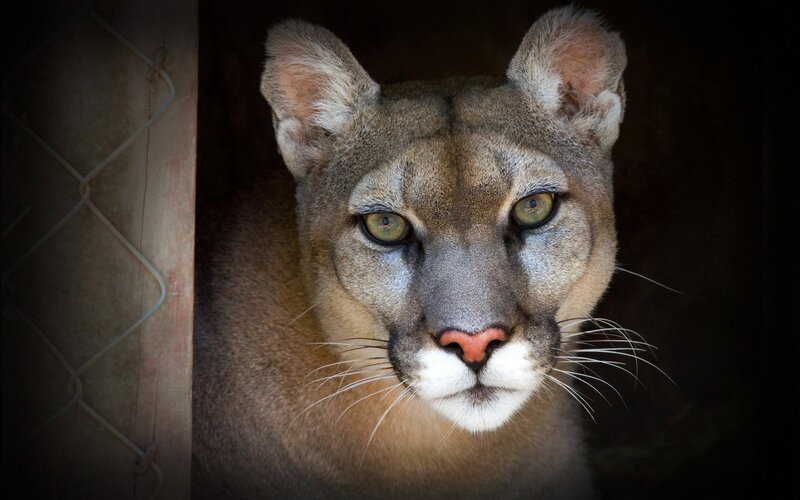Close-up of a cougar's face