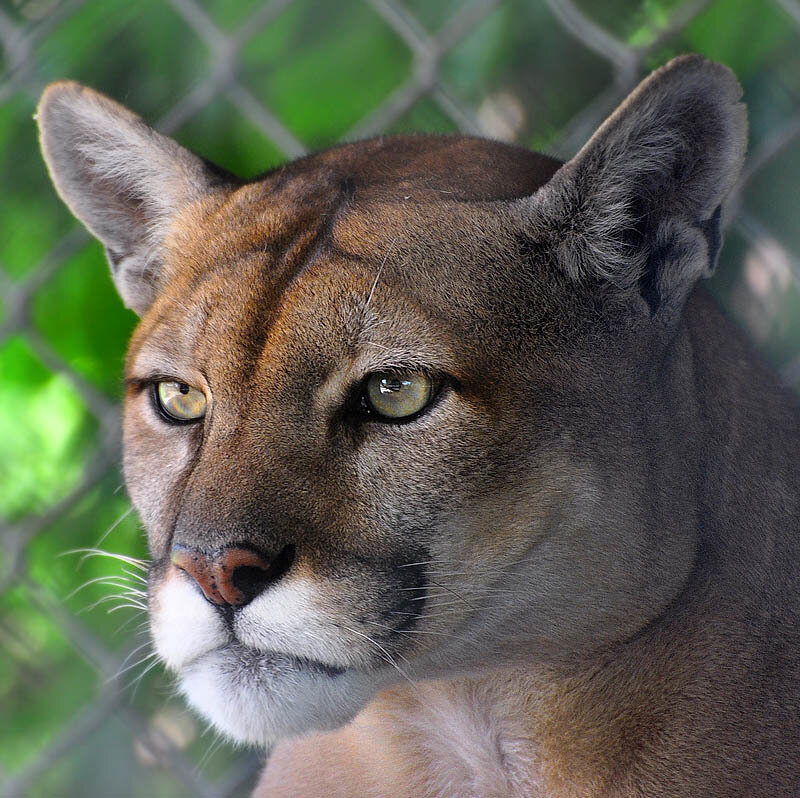 Close-up of a cougar's face
