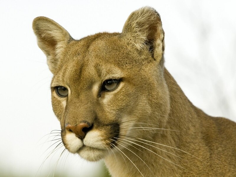 Close-up of a cougar's face