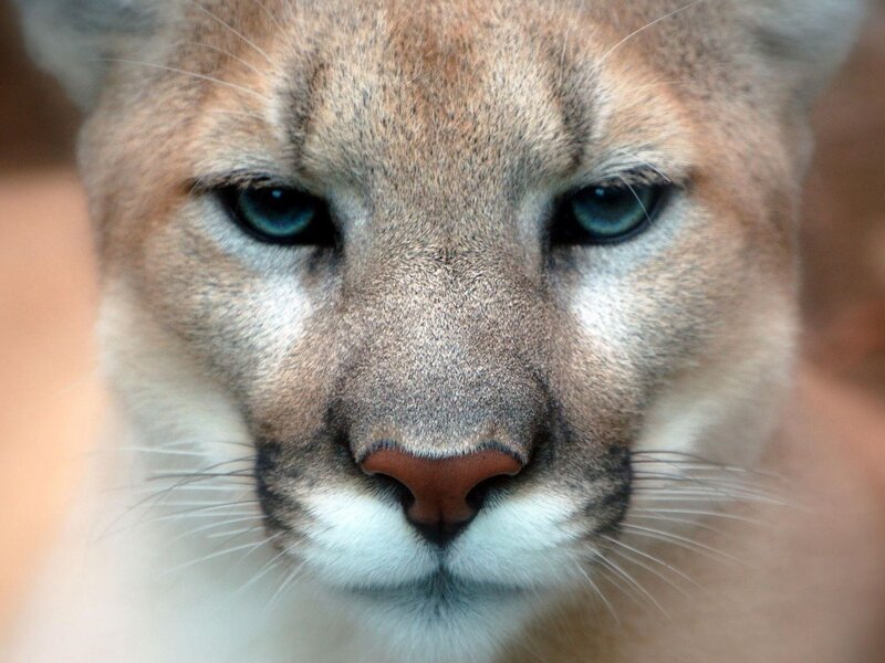 close-up of a cougar's face