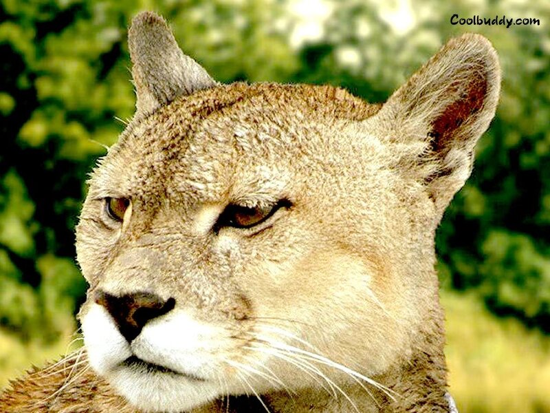 close-up of a cougar's face