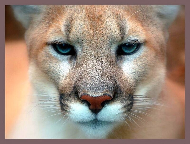 close-up of a cougar's face