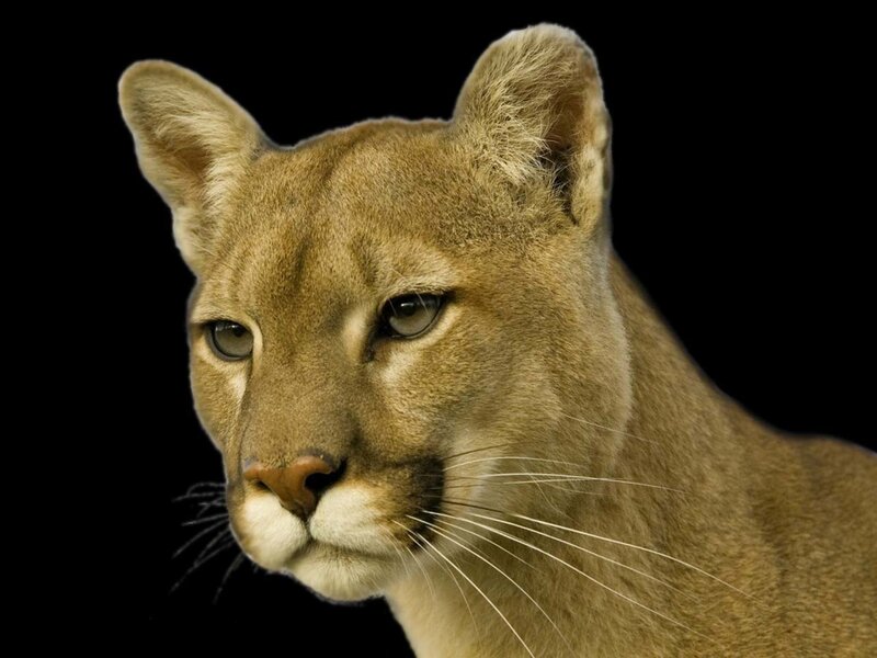 Close-up of a cougar's face