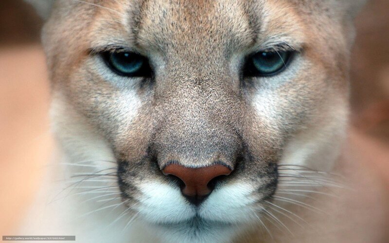 Close-up of a cougar's face