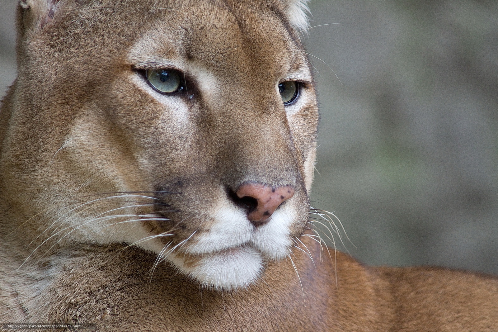 Close-up of a cougar's face