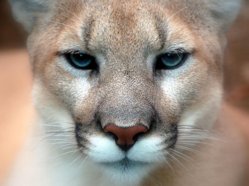 close-up of a cougar's face