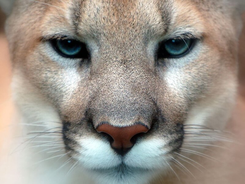 close-up of a cougar's face