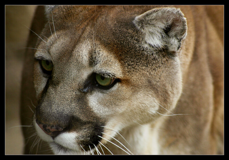 Close-up of a cougar's face