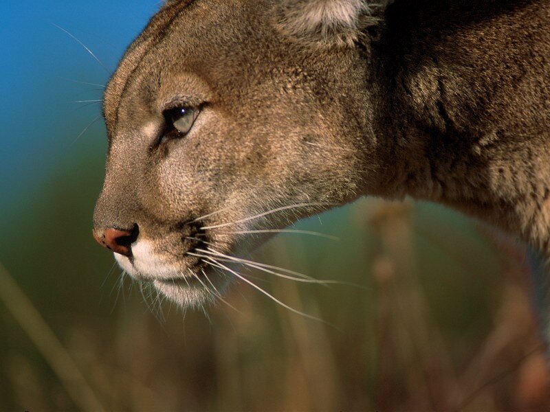 close-up of a cougar's head