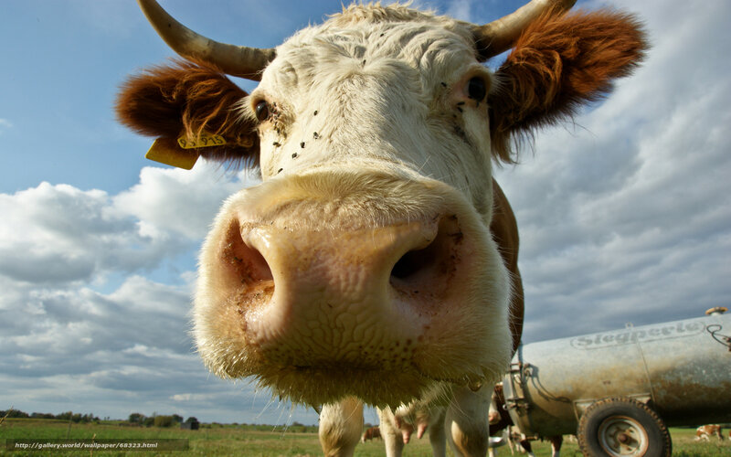 Close-up of a cow in a field