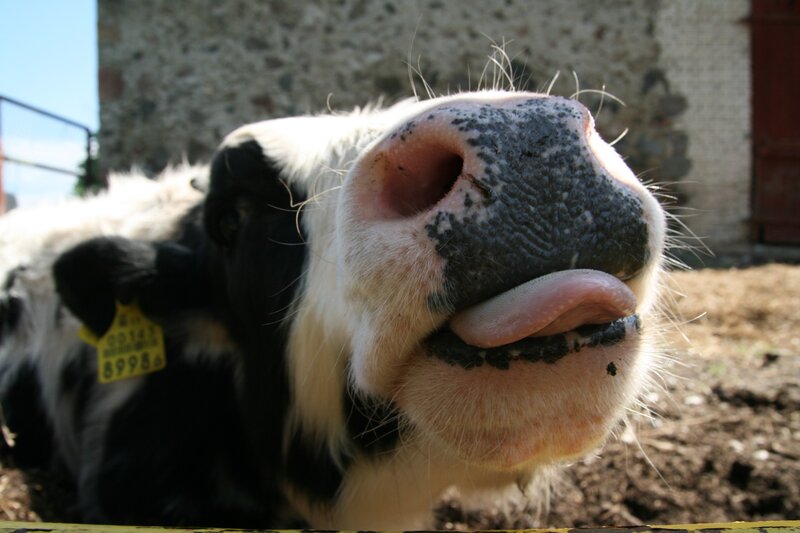 close-up of a cow's face