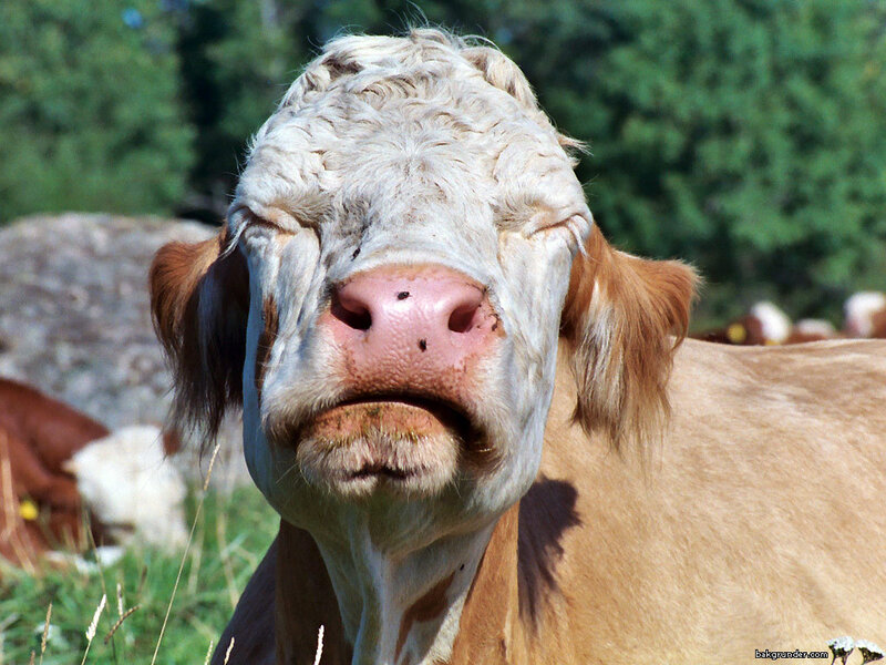 close-up of a cow's face
