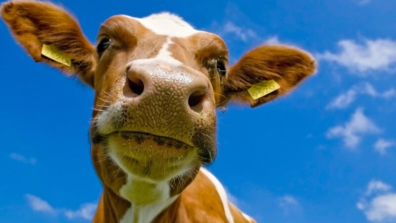 close-up of a cow's face