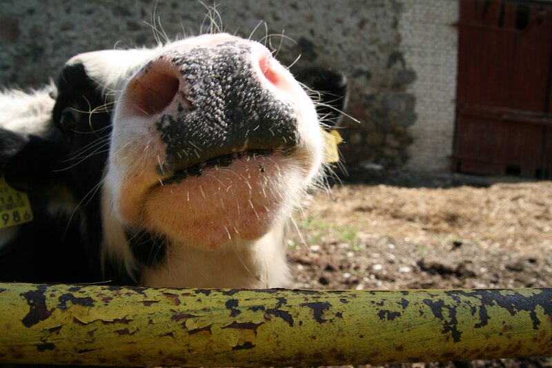 close-up of a cow's nose