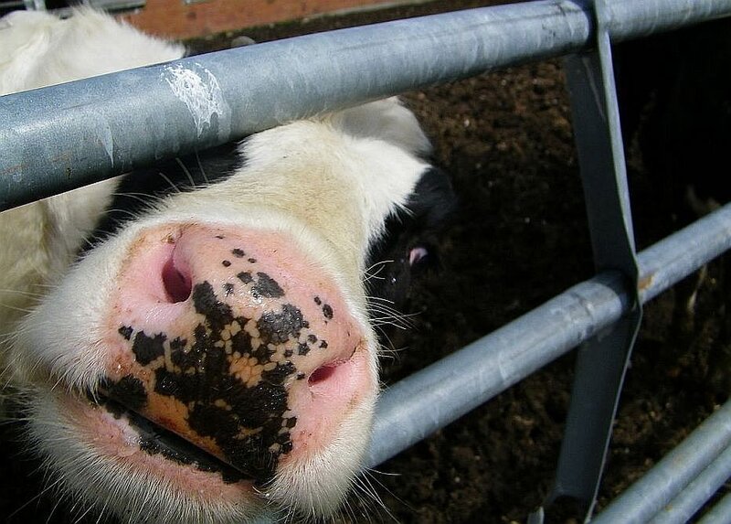 close-up of a cow's nose