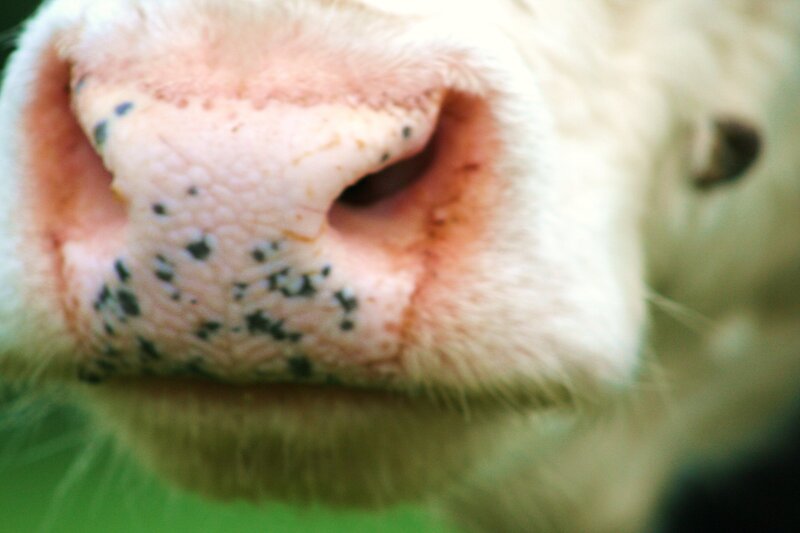 close-up of a cow's nose