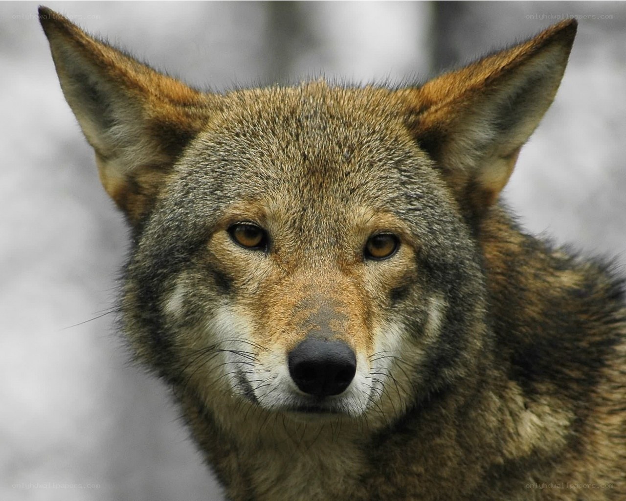 Close-up of a coyote