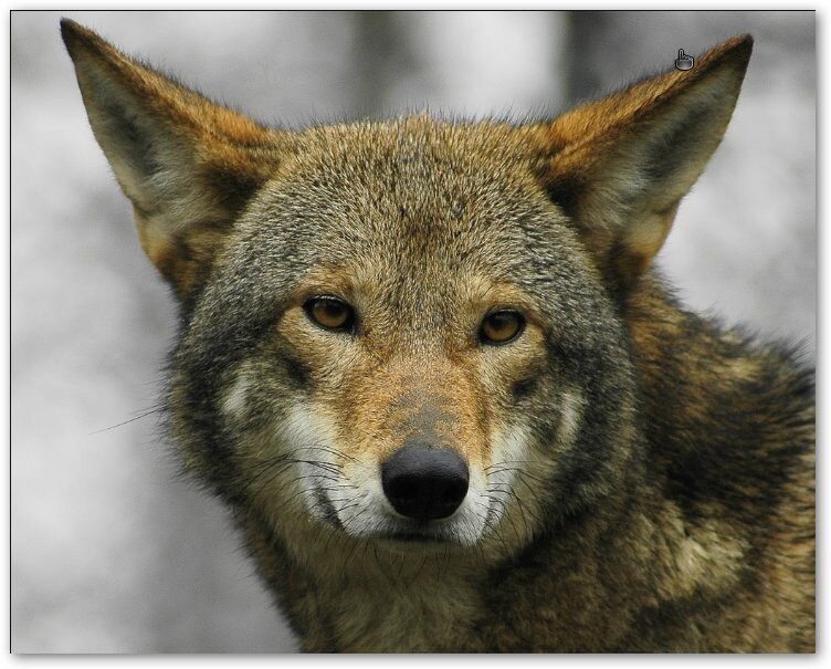 close-up of a coyote