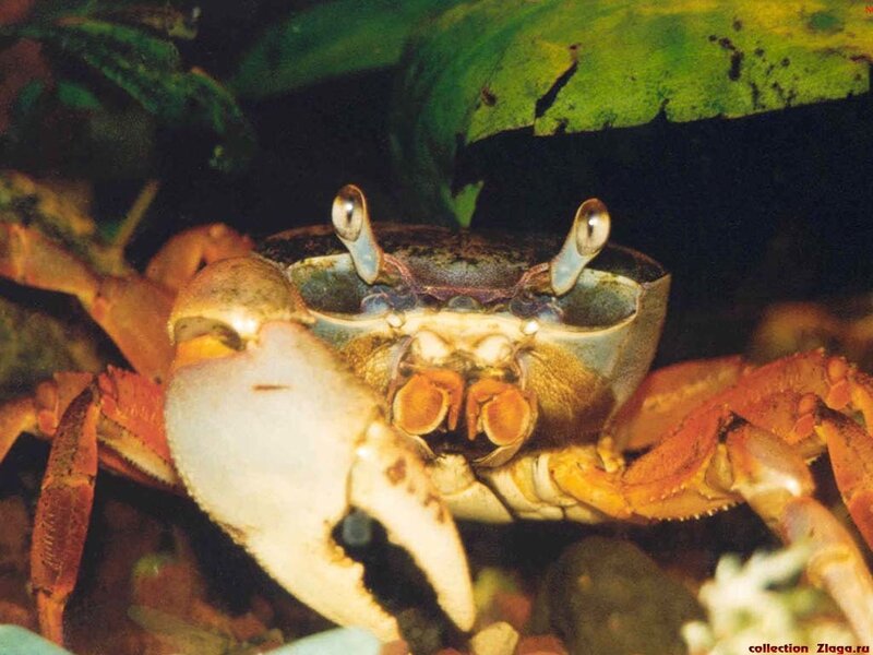 Close-up of a crab