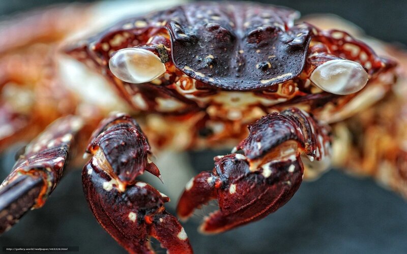 Close-up of a Crab — Brown