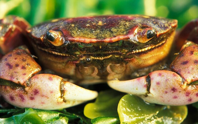 Close-up of a Crab — Green
